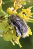 Tropinota squalida